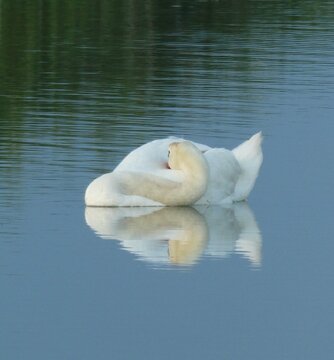 H&ouml;ckerschwan putzt sich 