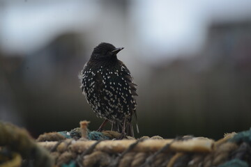 Young Starling by the sea on lobster pot
