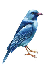 Watercolor Blue bird. Summer hand painted illustration with birds isolated on white background. Blue Irene