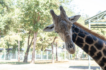 The giraffe's head looks into the camera.