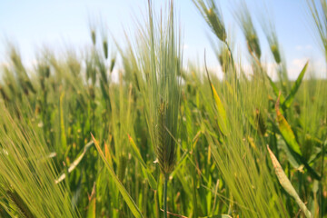 Ear of oats, Taman Peninsula, Russia.