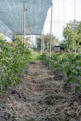 Young tomato bushes in the garden.