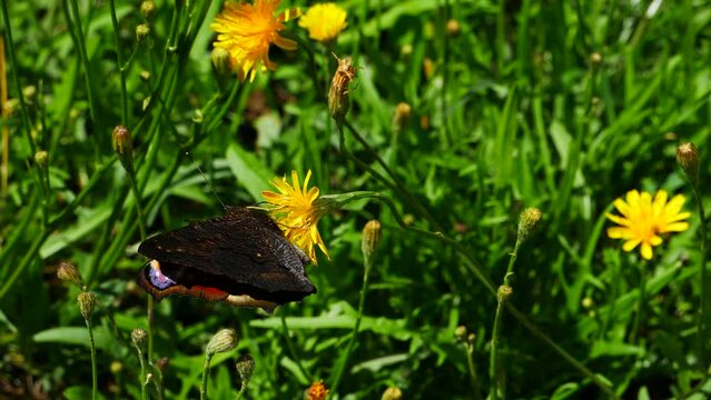 Butterfly Aglais io eats nectar on a yellow meadow flower..