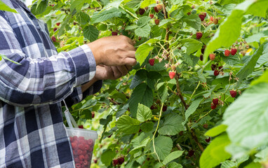 A man picks raspberries from a bush. Picking ripe raspberries.