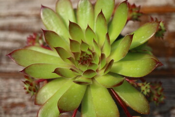 rojnik Ginger Nut Sempervivum