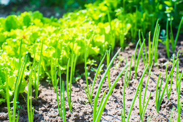 Crops planted in soil get ripe under sun. Cultivated land close up with sprout. Agriculture plant growing in bed row. Green natural food
