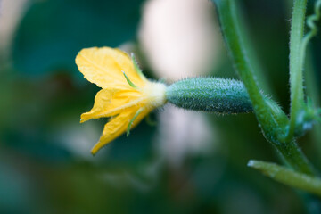 growing cucumber in a greenhouse