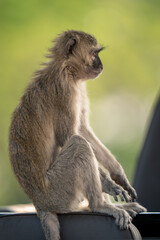 Close-up of vervet monkey sitting in jeep