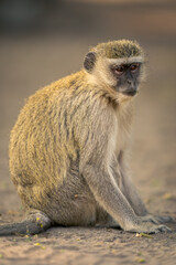 Close-up of vervet monkey sitting on sand