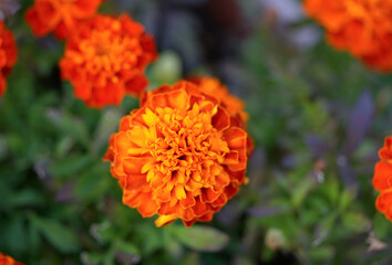 orange marigold flower