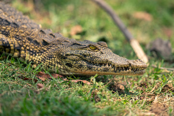 Close-up of young Nile crocodile on grass