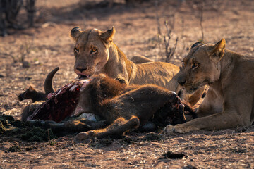 Close-up of two lionesses lying with kill