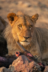 Close-up of young male lion by carcase