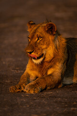Close-up of young male lion licking lips
