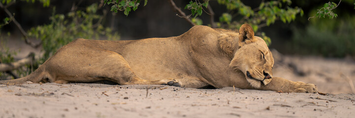 Close-up panorama of lioness sleeping on sand