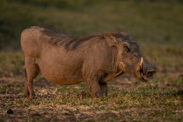 Female common warthog stands grazing on knees