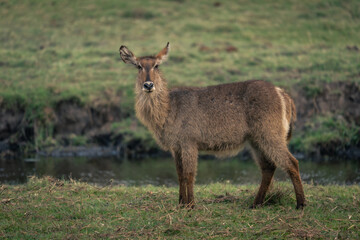 Female common waterbuck stands on grass riverbank