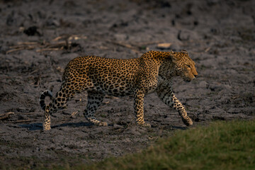 Female leopard crosses dry riverbed lifting paw