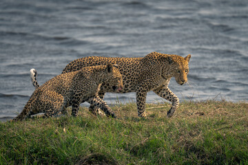Female leopard and cub walk by river
