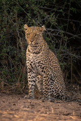 Female leopard sits by bush looking down
