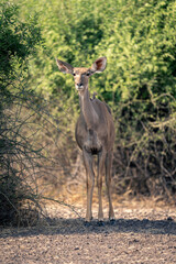 Female greater kudu stands by shady bush