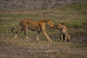 Female leopard approaches cub sitting licking lips © Nick Dale