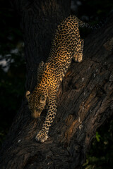 Fototapeta na wymiar Female leopard climbs down thick tree trunk