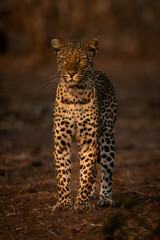 Female leopard stands on sand looking ahead