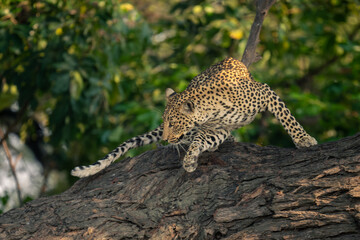 Female leopard turns round on tree trunk