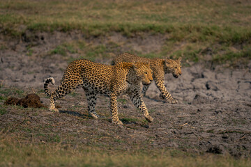 Female leopard and cub walk in step