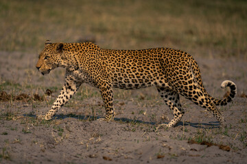 Female leopard crosses grassy sand in sunshine
