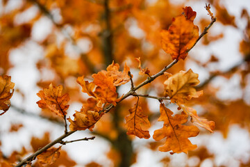 autumn leaves
