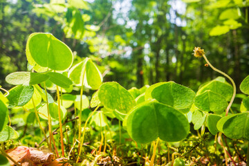 Close-up moss and plants in the forest. Detailed microcosm. Low point of view in nature landscape with strong blurry background. Ecology environment
