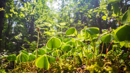 Close-up moss and plants in the forest. Detailed microcosm. Low point of view in nature landscape with strong blurry background. Ecology environment