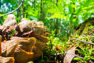 Close-up moss and plants in the forest. Detailed microcosm. Low point of view in nature landscape with strong blurry background. Ecology environment