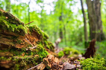 Close-up moss on a stump in the forest. Beautiful natural landscape. Selective focus in the foreground with a blurred background and copyspace