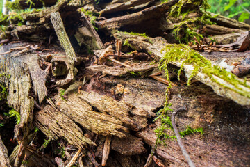 Beautiful surface of an old fallen tree. There are pieces of bark and some green moss. Selective focus in the foreground with a blurred background