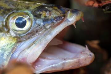 Zander and his Teeth in detail, the Fish from freshwater Deep, Sander lucioperca