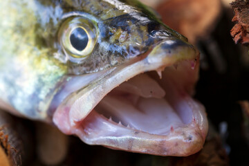 Zander and his Teeth in detail, the Fish from freshwater Deep, Sander lucioperca