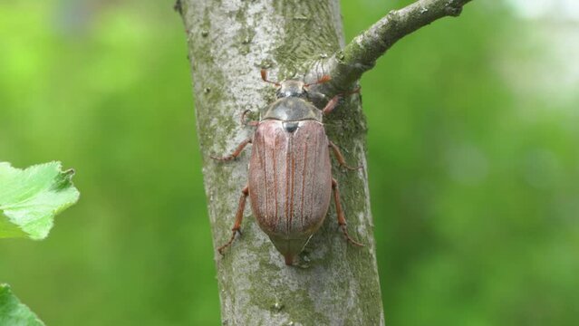 a beetle climbs a tree branch,a pest, May beetle, on a tree in the garden