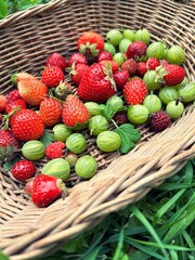 basket with fruit collected in the garden, strawberries, gooseberries, summer harvest, fresh fruit,...