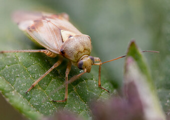 green shield bug macro close up