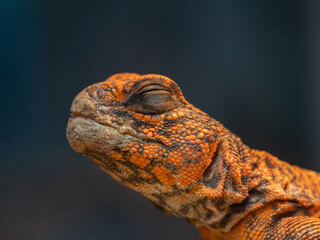 close up of a orange lizard uromastyx