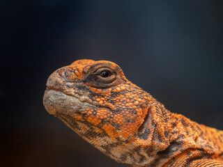 close up of a orange lizard uromastyx