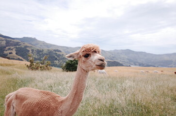 Obraz premium alpaca farm tour