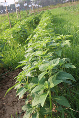 Sesamum tree plant on farm