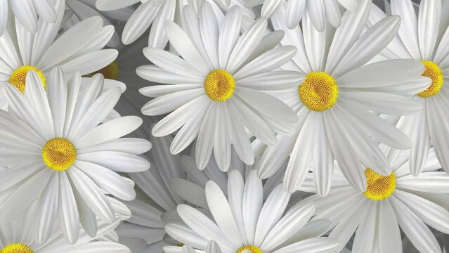 A white daisy Floating Flowers Background
