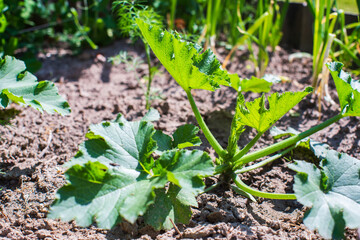 Fototapeta premium Pumpkin crops planted in soil get ripe under sun. Cultivated land close up with sprout. Agriculture plant growing in bed row. Green natural food crop