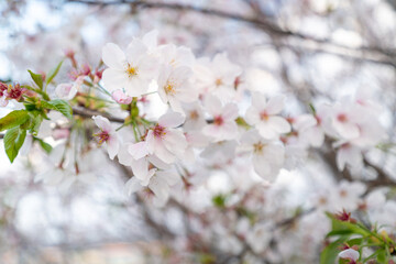 ふわっとしたピンクの桜