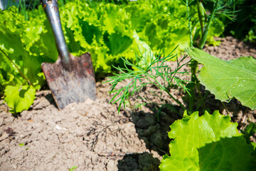 Farmer's garden tool and equipment - soil scoop. Concept of a garden or agricultural work at summer or spring on the plantation
